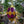Load image into Gallery viewer, Dragon Egg Lantern - East Kingdom