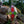 Load image into Gallery viewer, Dragon Egg Lantern - MidRealm