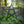 5-Point star lantern