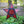 5-Point star lantern