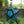 5-Point star lantern
