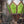 Dragon Egg Lantern - Horizon