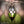 Dragon Egg Lantern - Horizon